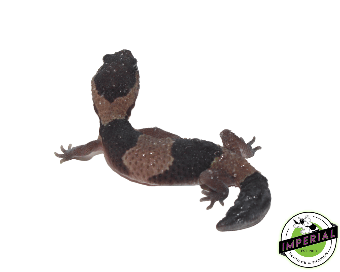 Dinker African Fat Tail Gecko — image 2