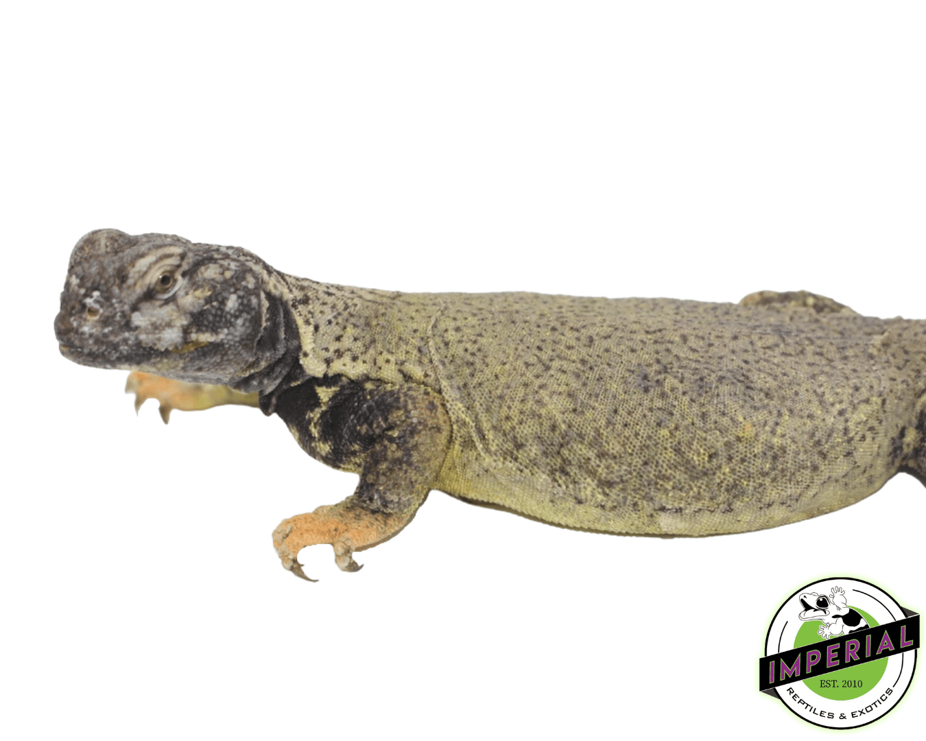 Dispar Golden Uromastyx — image 3