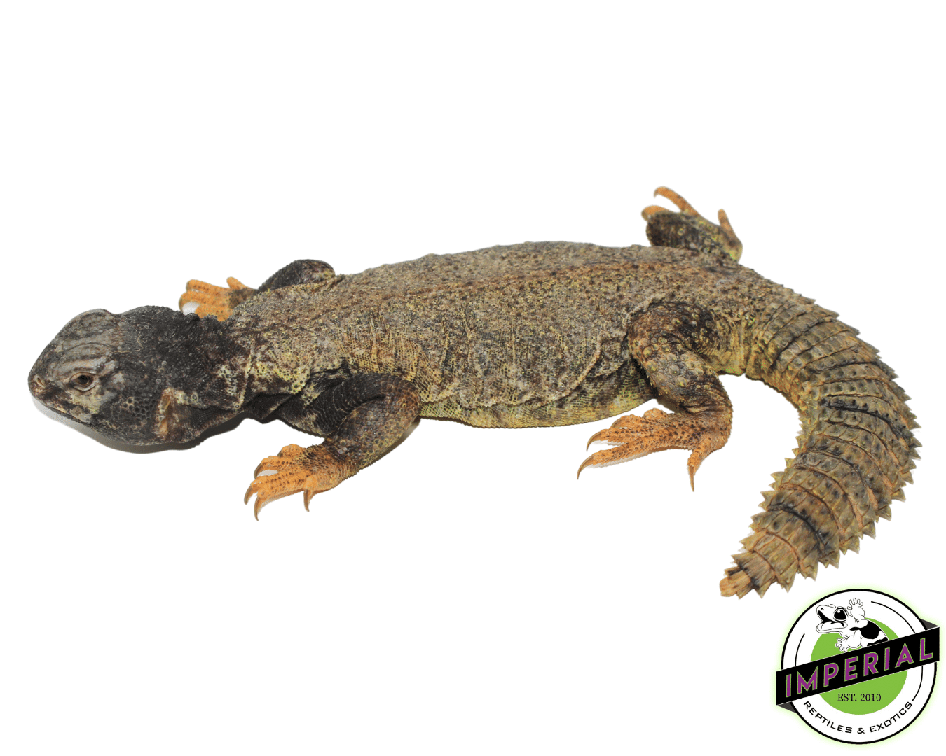Dispar Golden Uromastyx