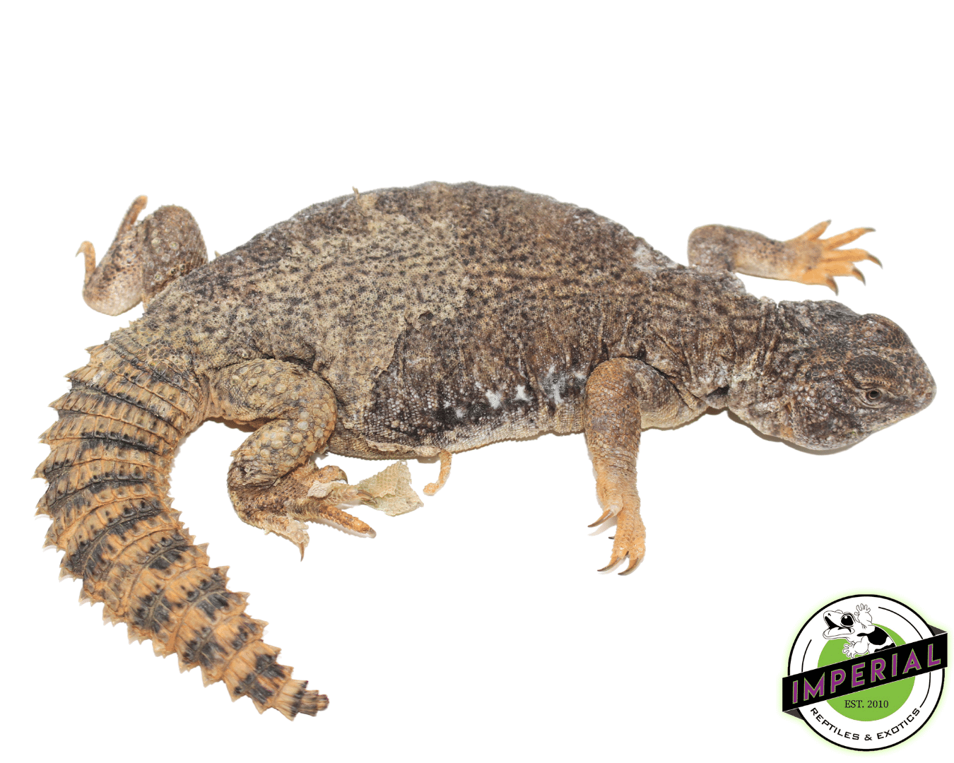 Dispar Golden Uromastyx — image 2