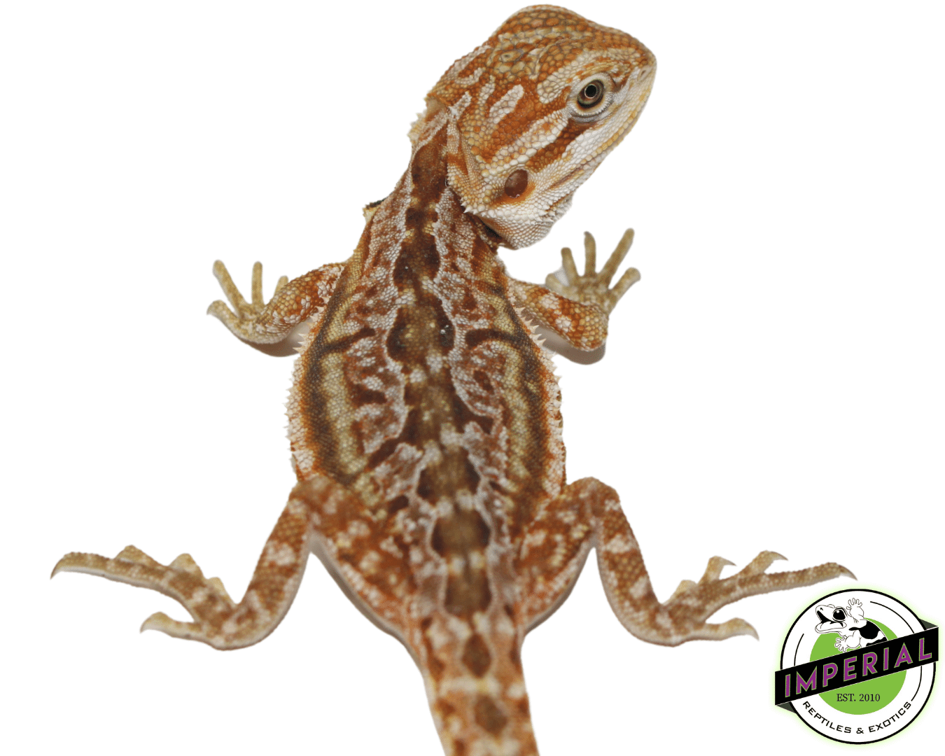 Dunner Bearded Dragon Baby — image 2