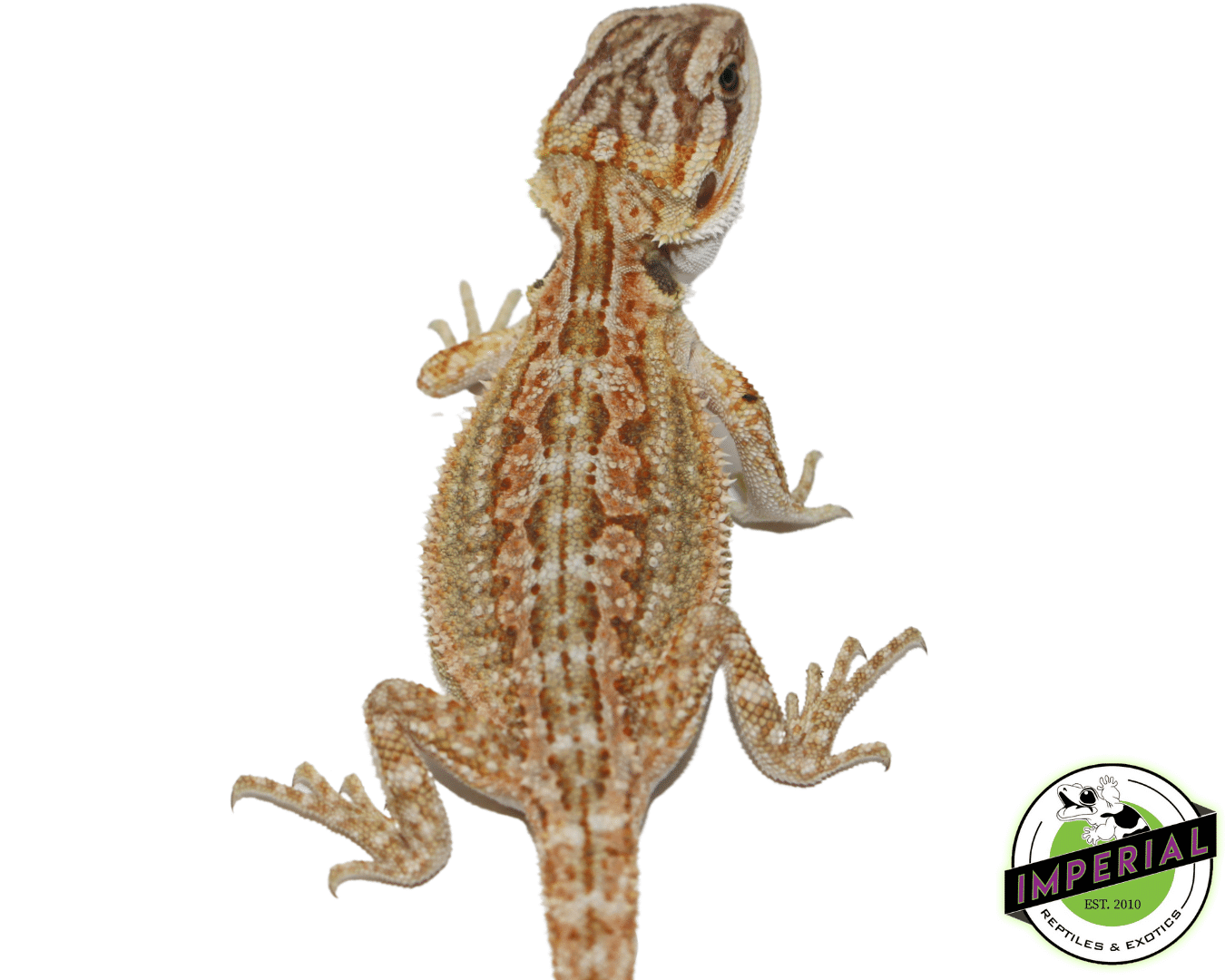 Dunner Bearded Dragon Baby — image 3