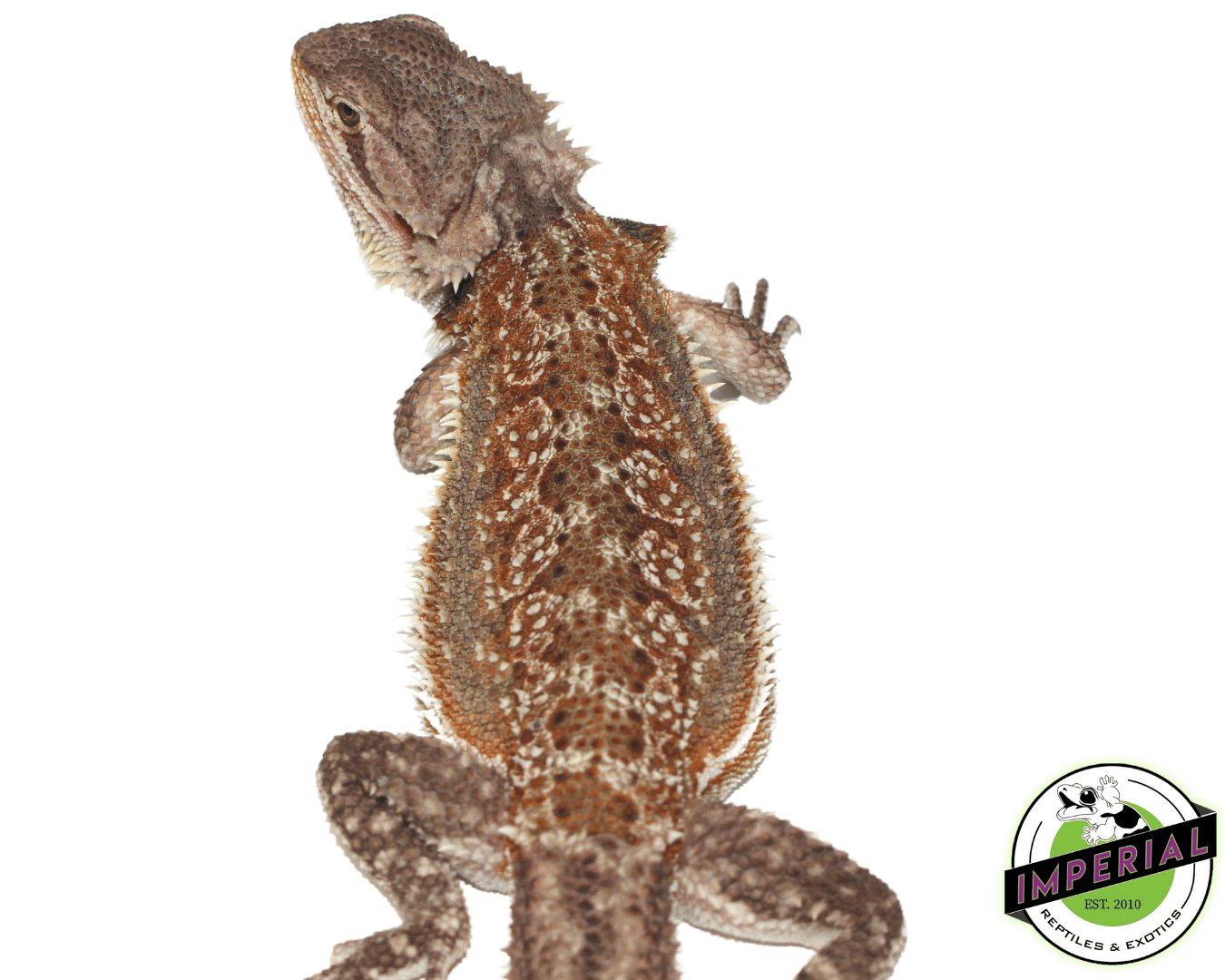 Dunner Bearded Dragon Sub Adult Female — image 2
