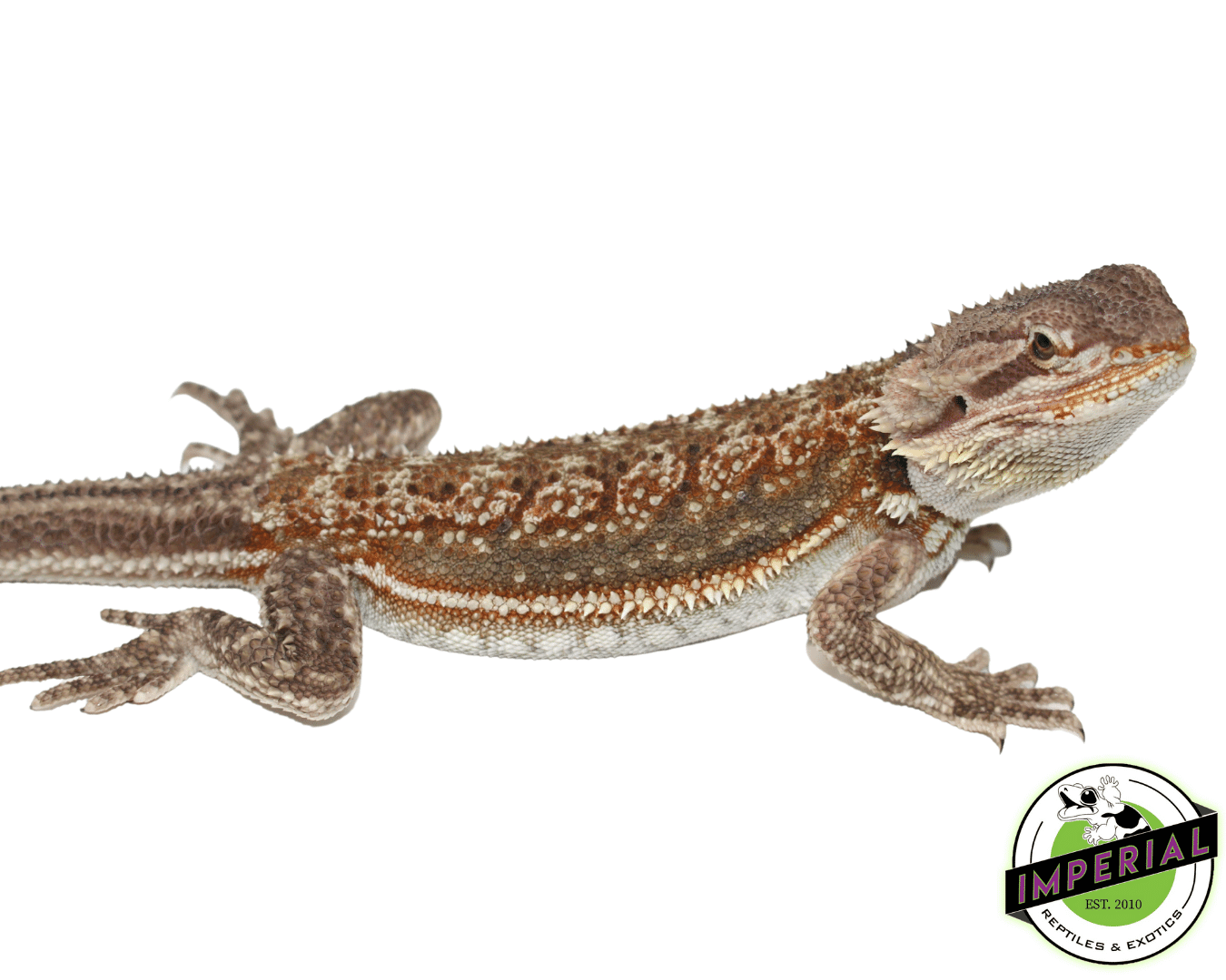 Dunner Bearded Dragon Sub Adult Female — image 3