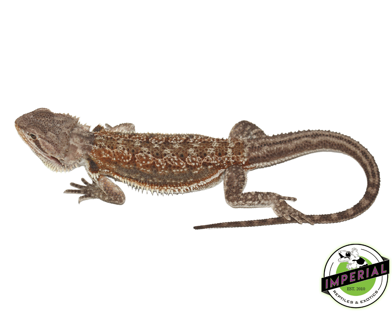 Dunner Bearded Dragon Sub Adult Female