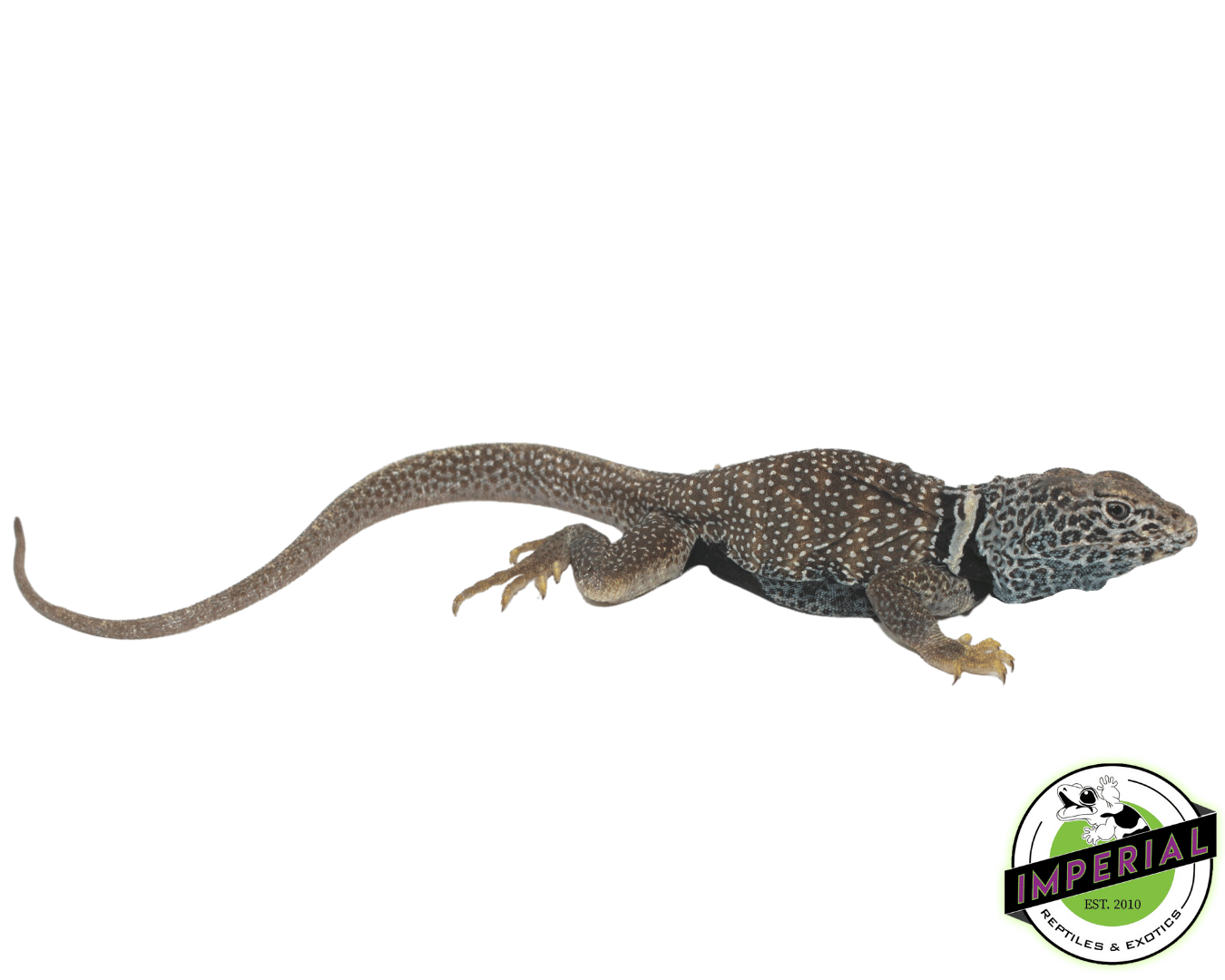 Eastern Collared Lizard