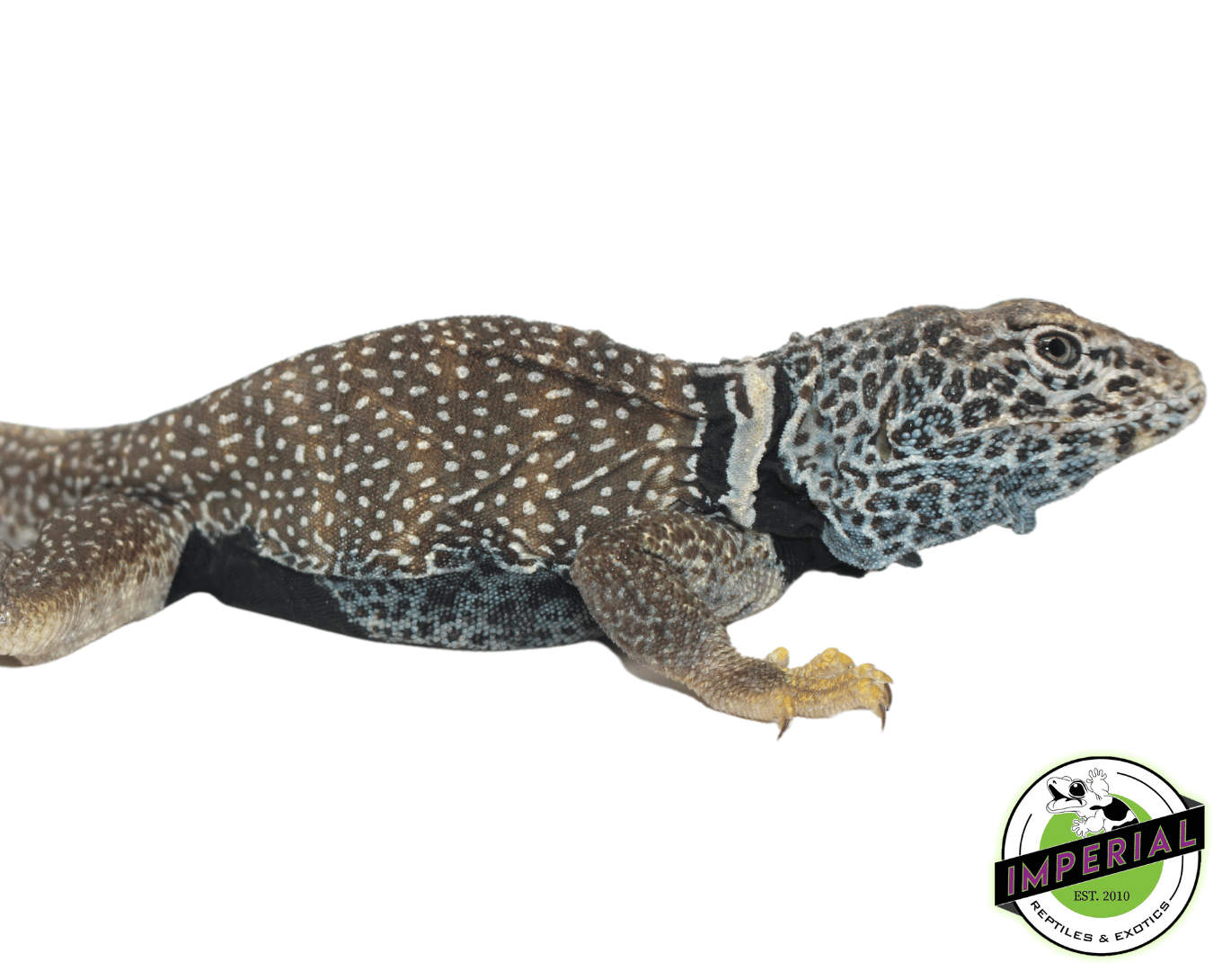 Eastern Collared Lizard — image 2