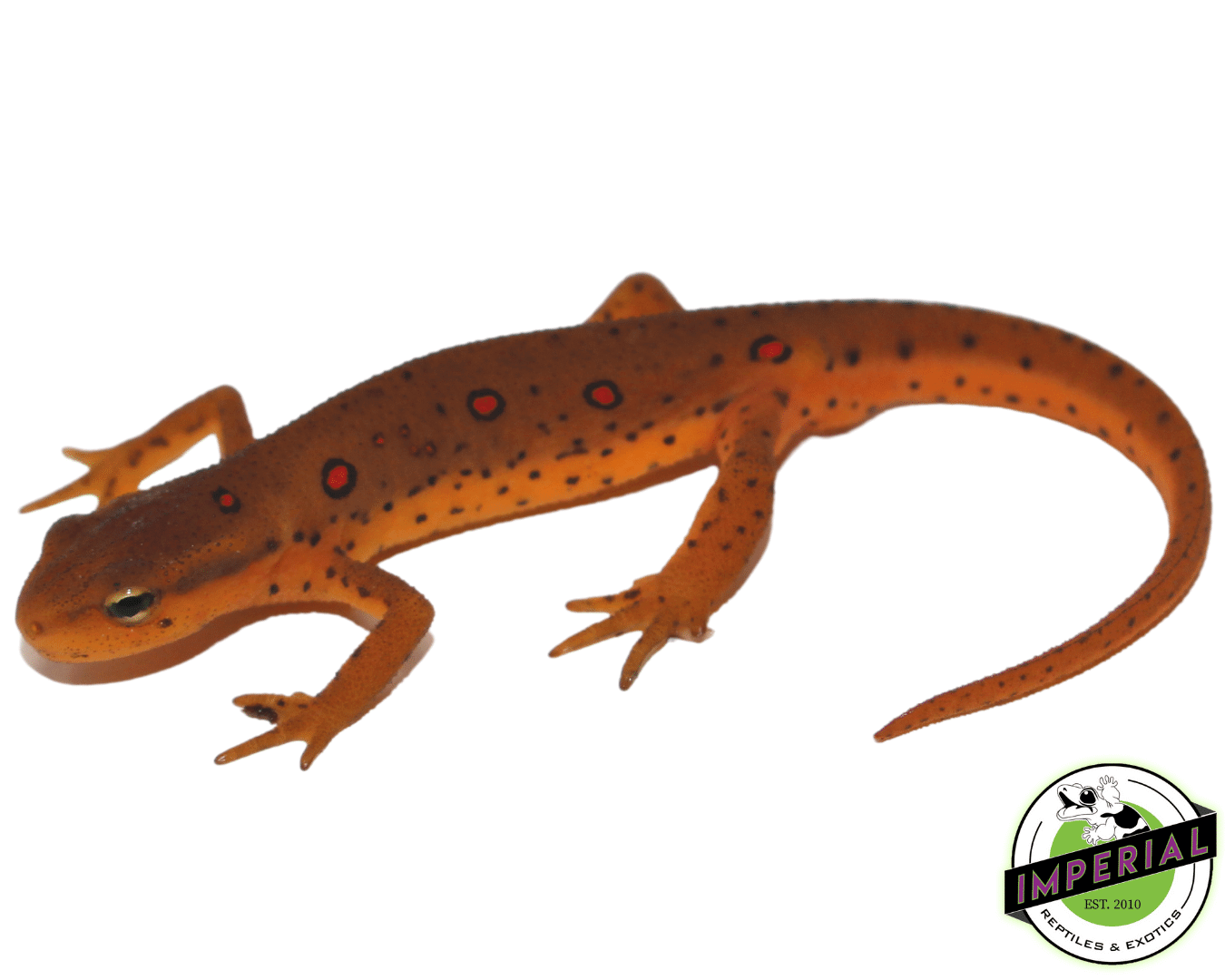 Eastern Newt