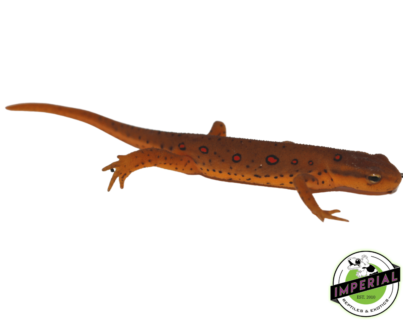 Eastern Newt — image 2