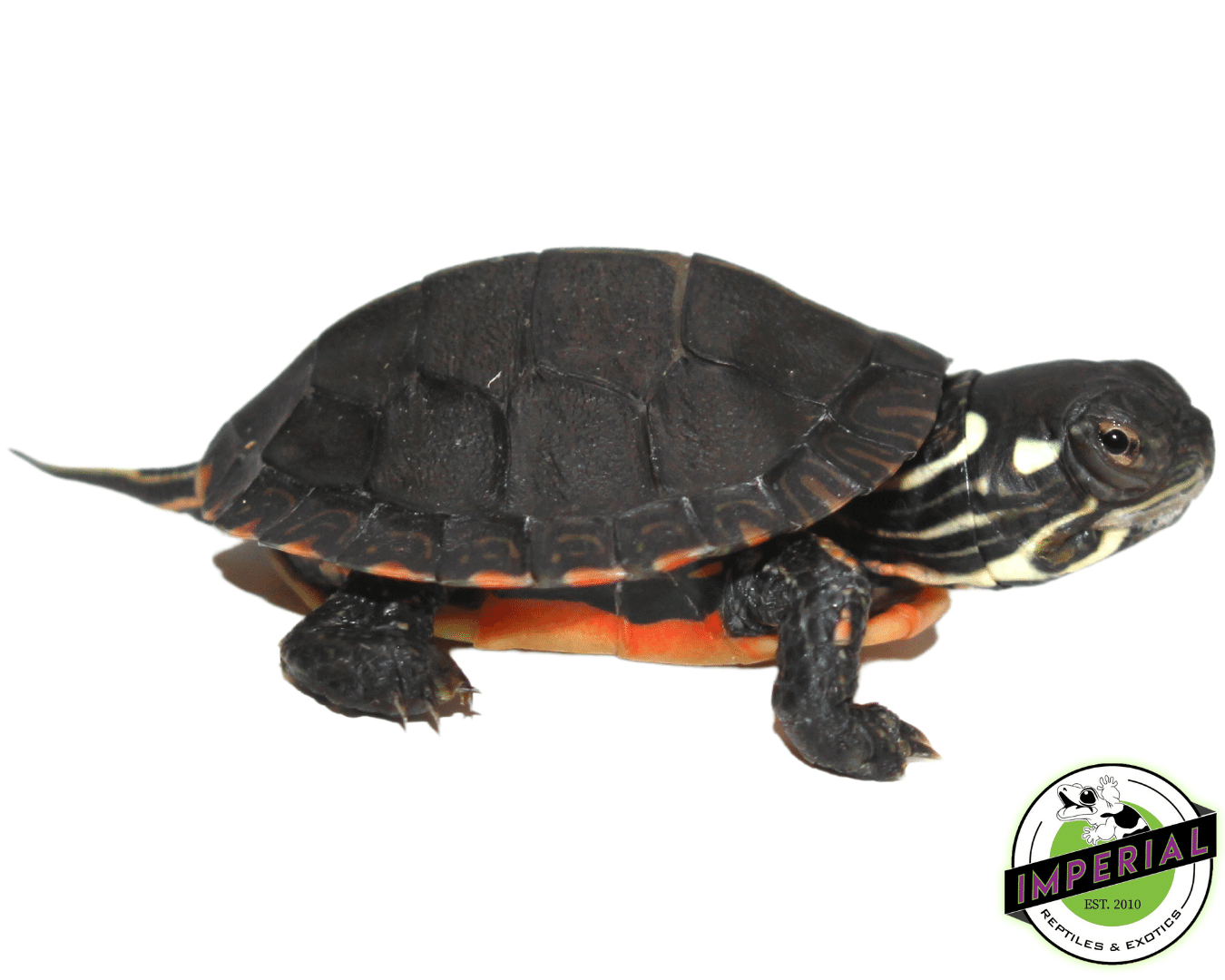 Eastern Painted Turtle Baby — image 3
