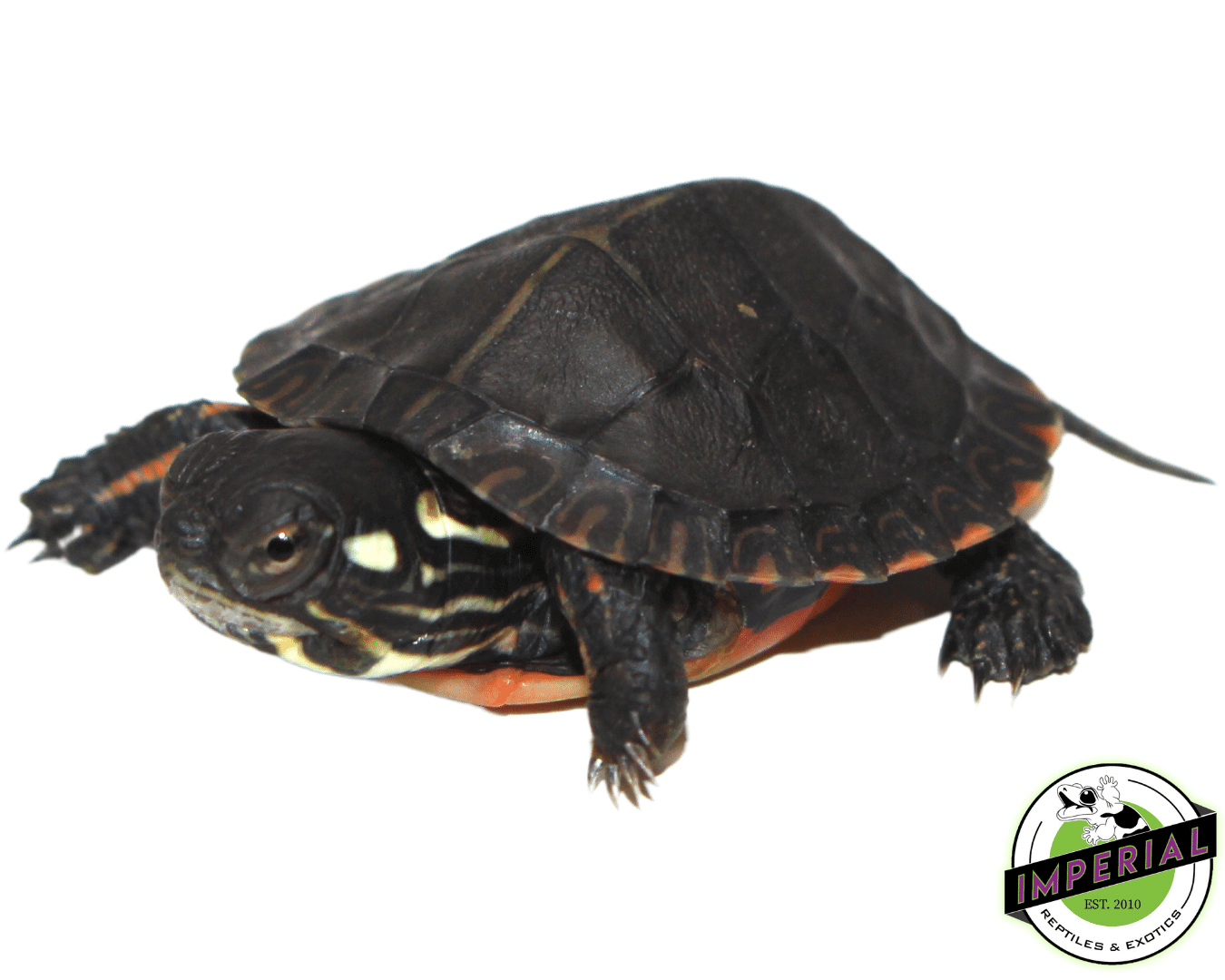 Eastern Painted Turtle Baby — image 2