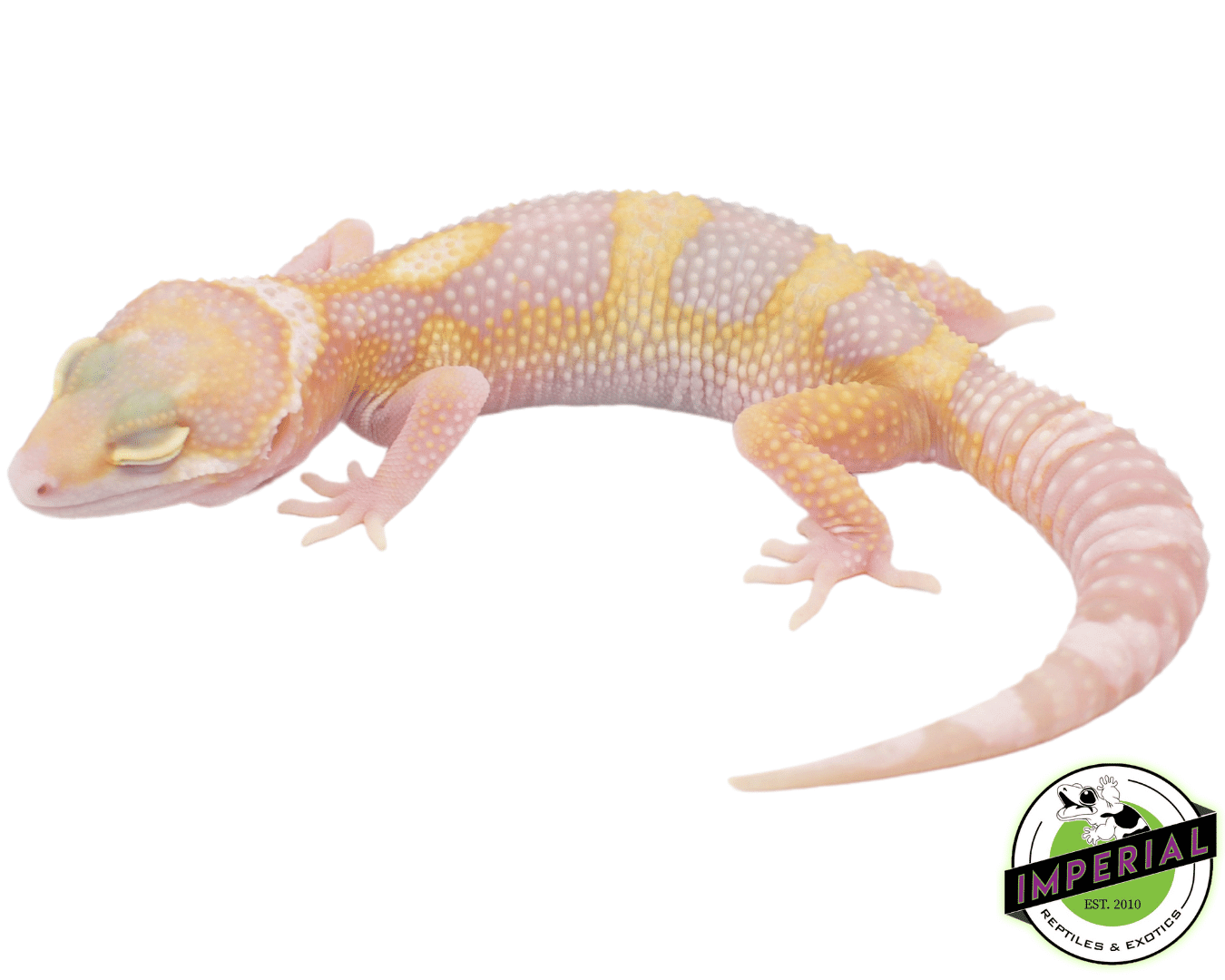 Eclipse Albino Leopard Gecko Baby — image 2