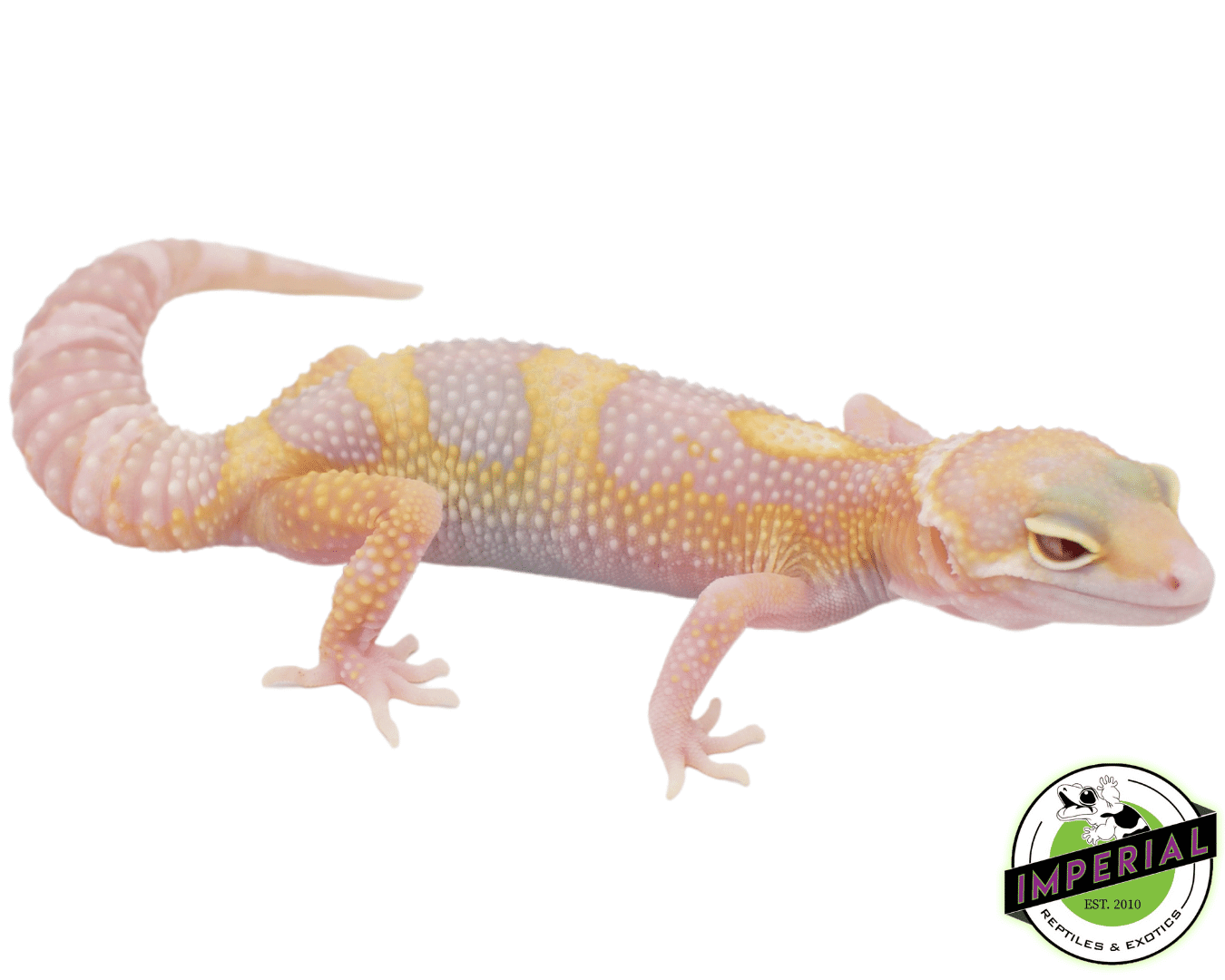 Eclipse Albino Leopard Gecko Baby