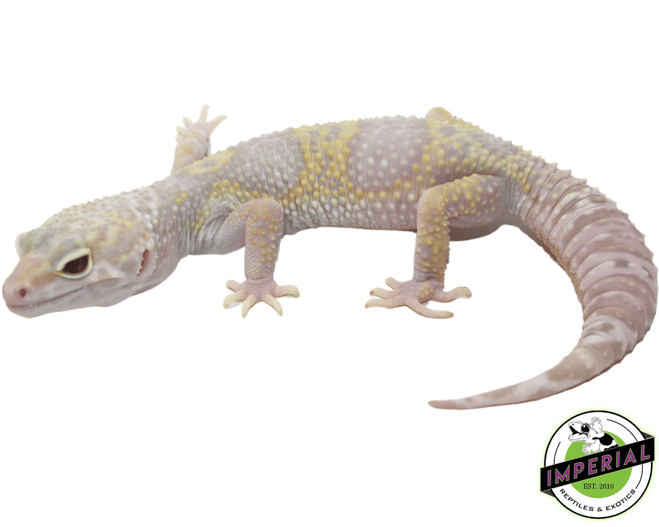Eclipse Albino Leopard Gecko Juvi