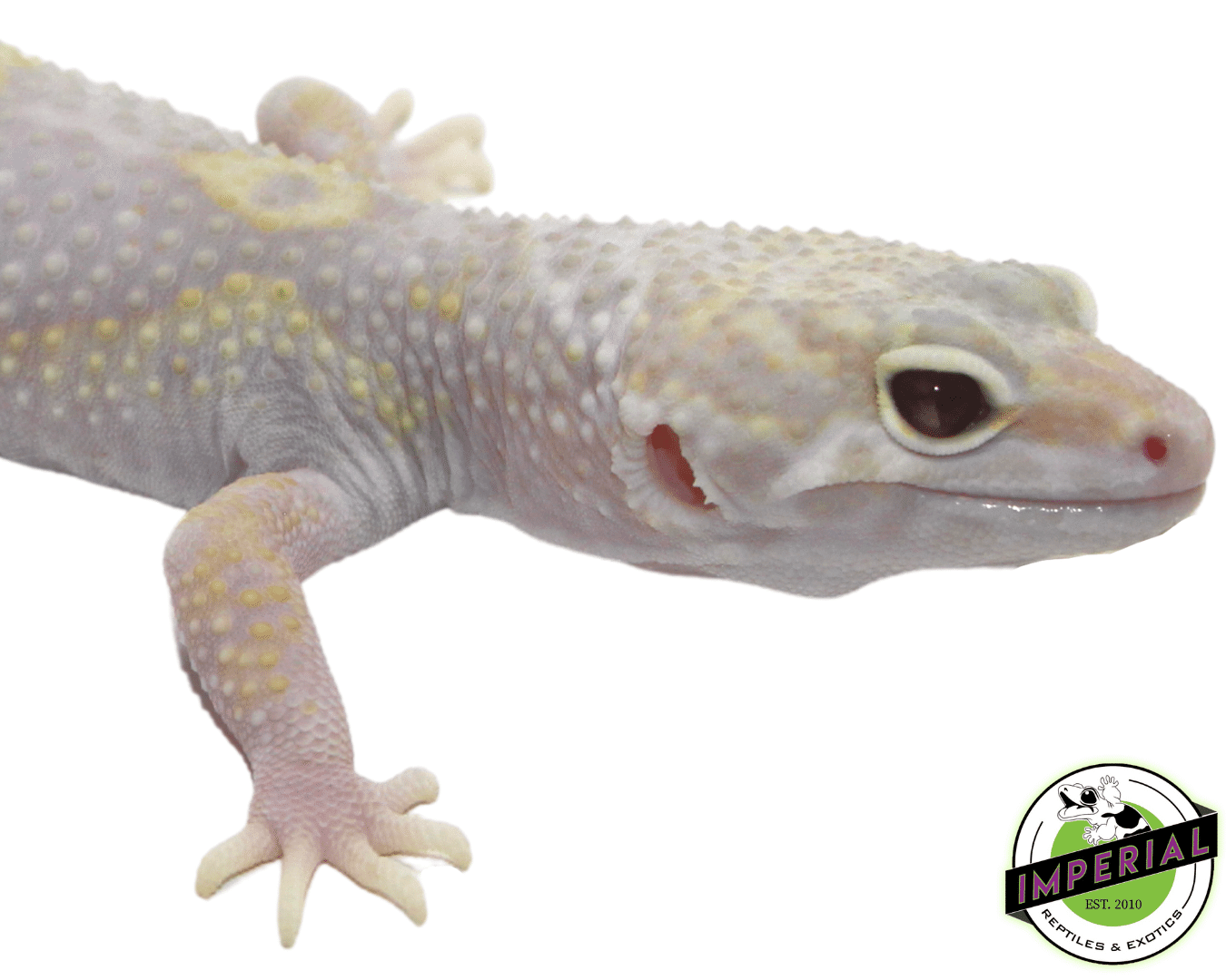 Eclipse Albino Leopard Gecko Juvi — image 2