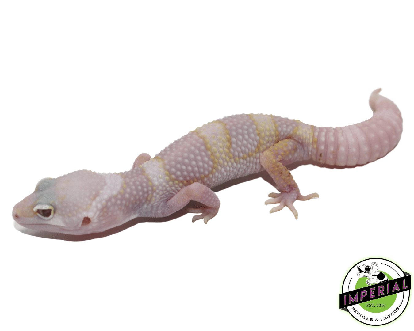 Eclipse Mack Snow Albino Leopard Gecko Baby — image 2
