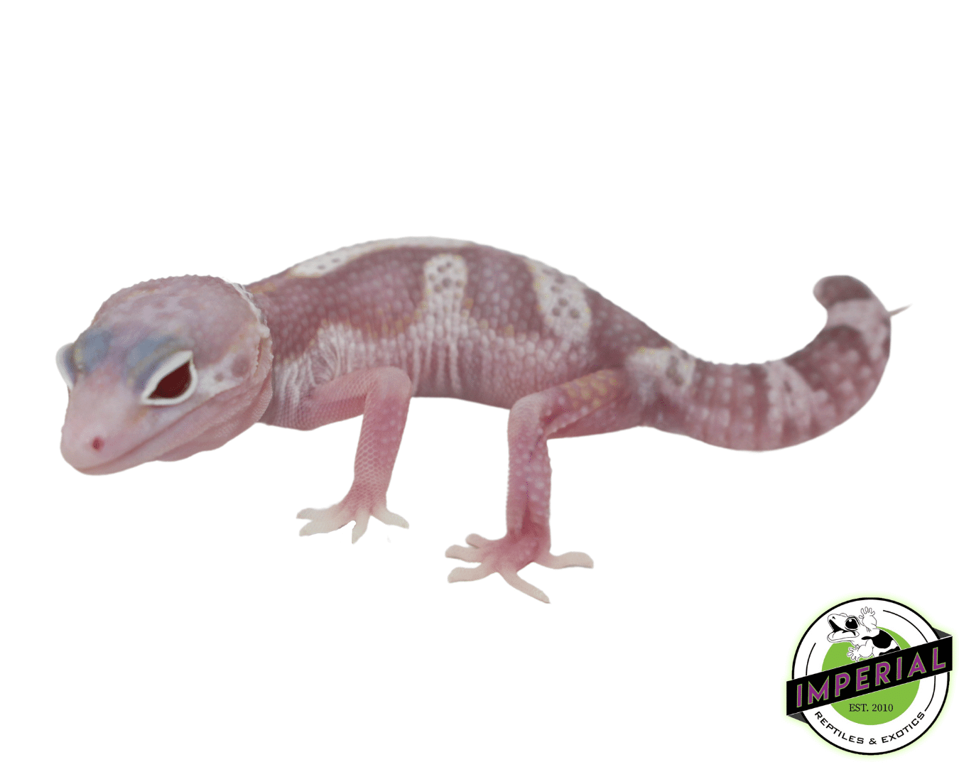 Eclipse Mack Snow Albino Leopard Gecko Baby