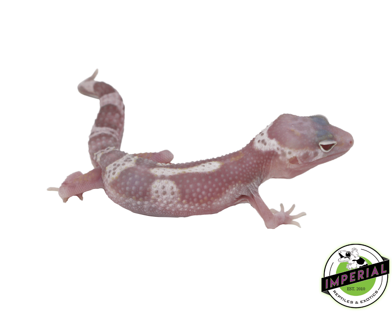 Eclipse Mack Snow Albino Leopard Gecko Baby — image 3