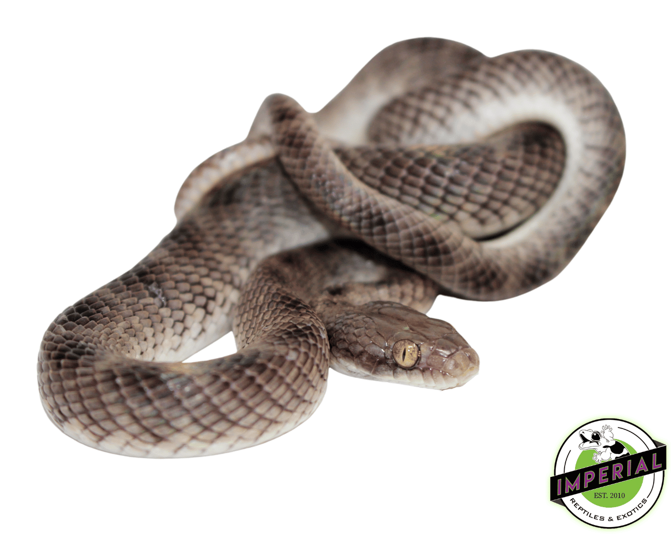 Egyptian Cat Snake — image 2