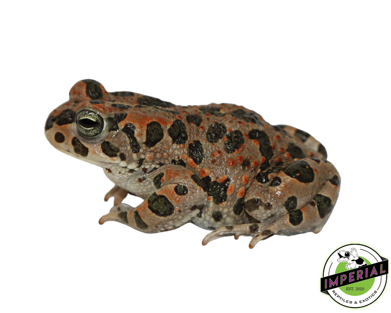 Egyptian Green Toad
