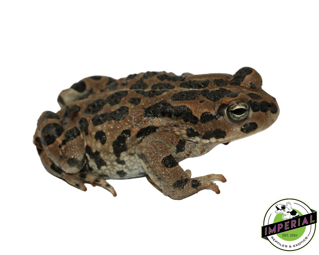Egyptian Green Toad — image 2