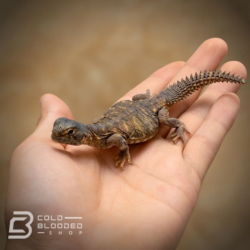 Egyptian Uromastyx - Uromastyx Aegyptia — image 2