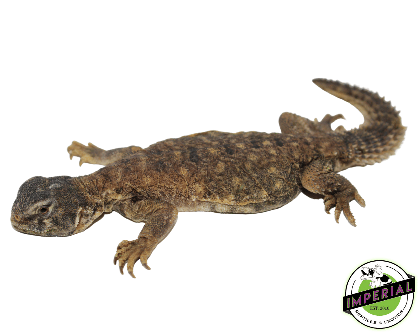 Egyptian Uromastyx
