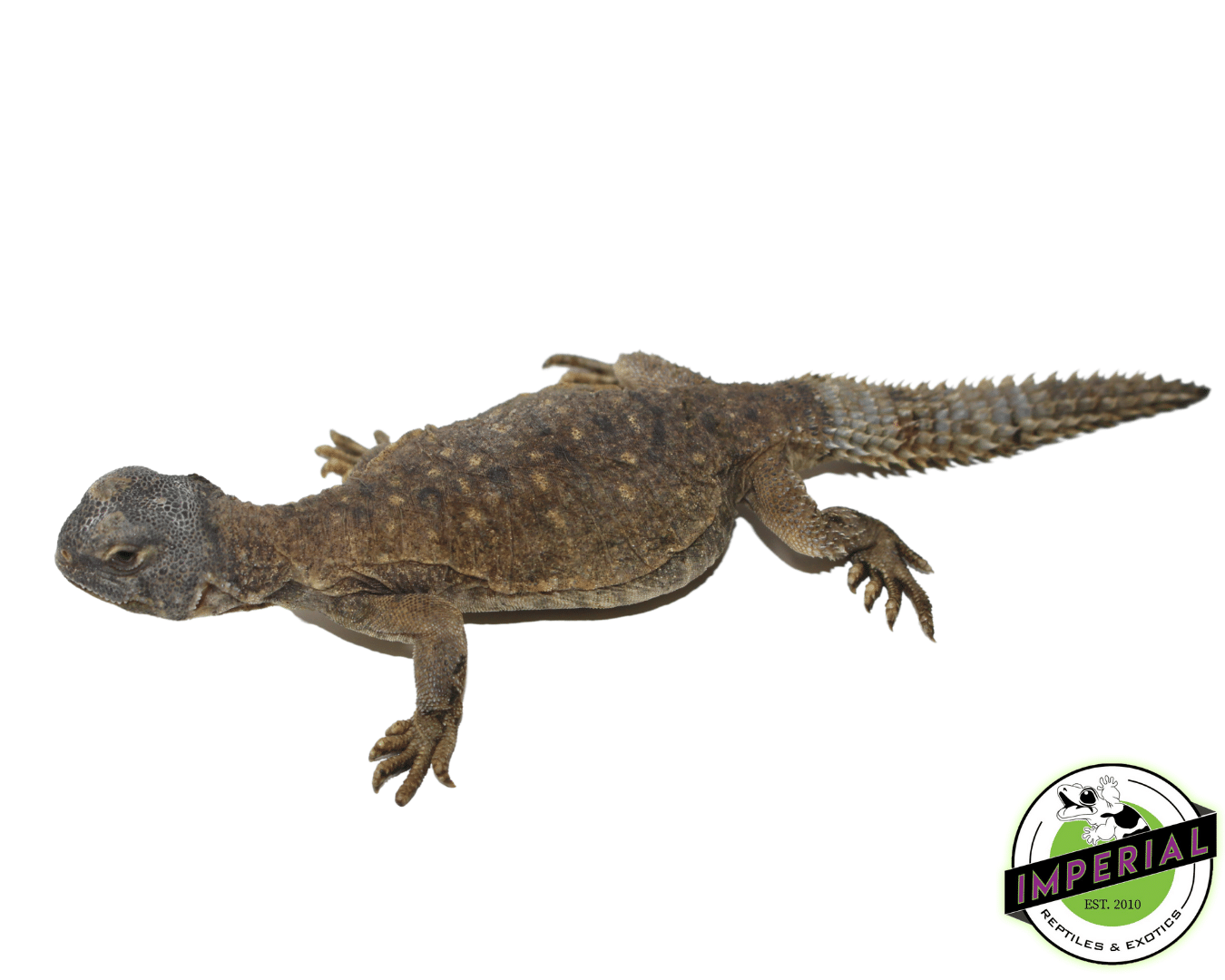 Egyptian Uromastyx — image 2