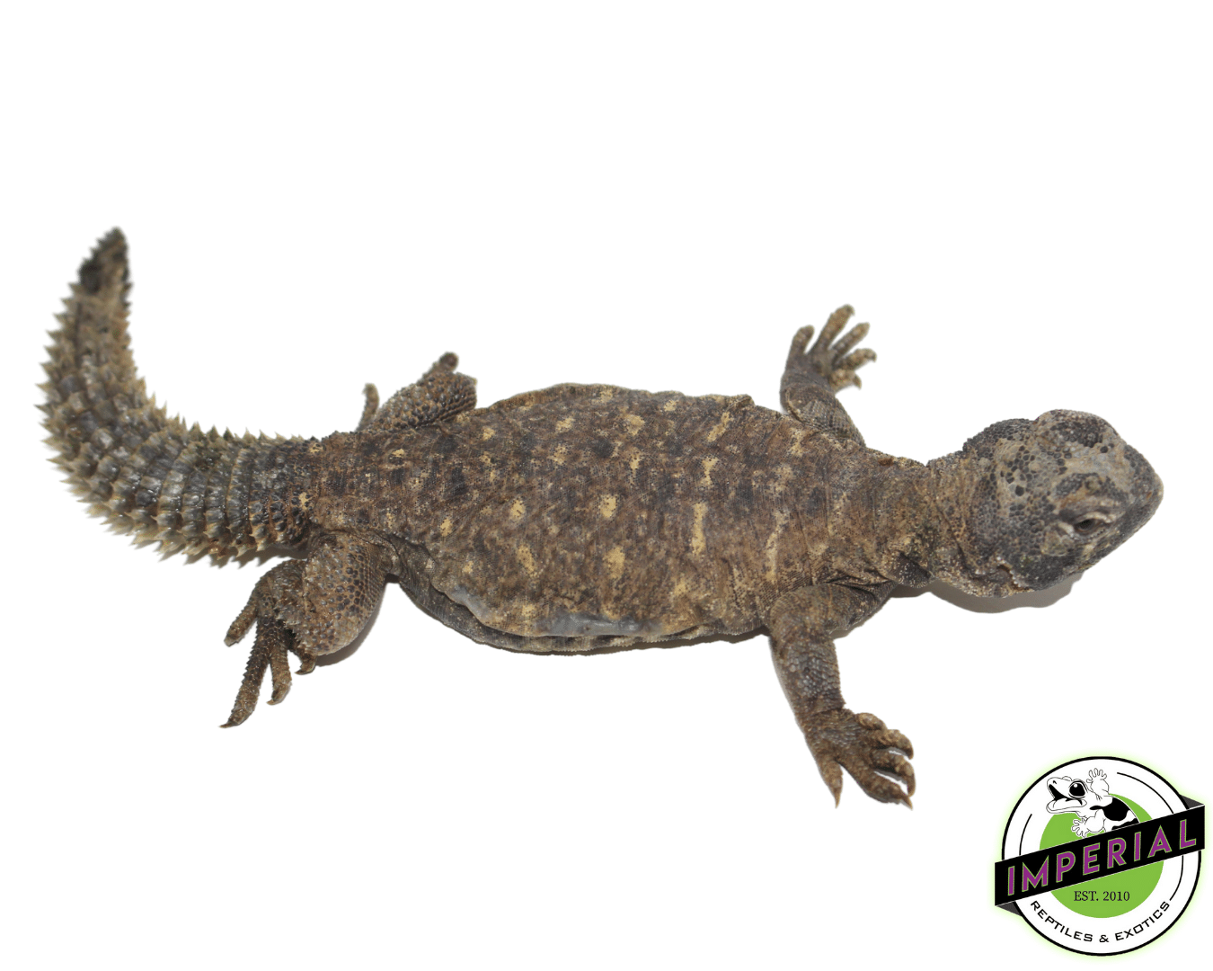 Egyptian Uromastyx — image 3