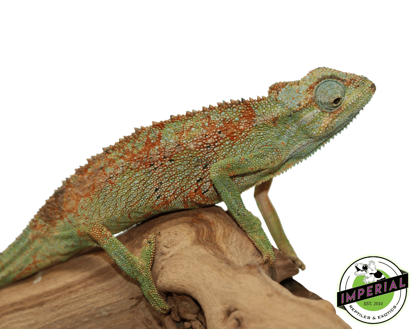 Elliot's Chameleon — image 2