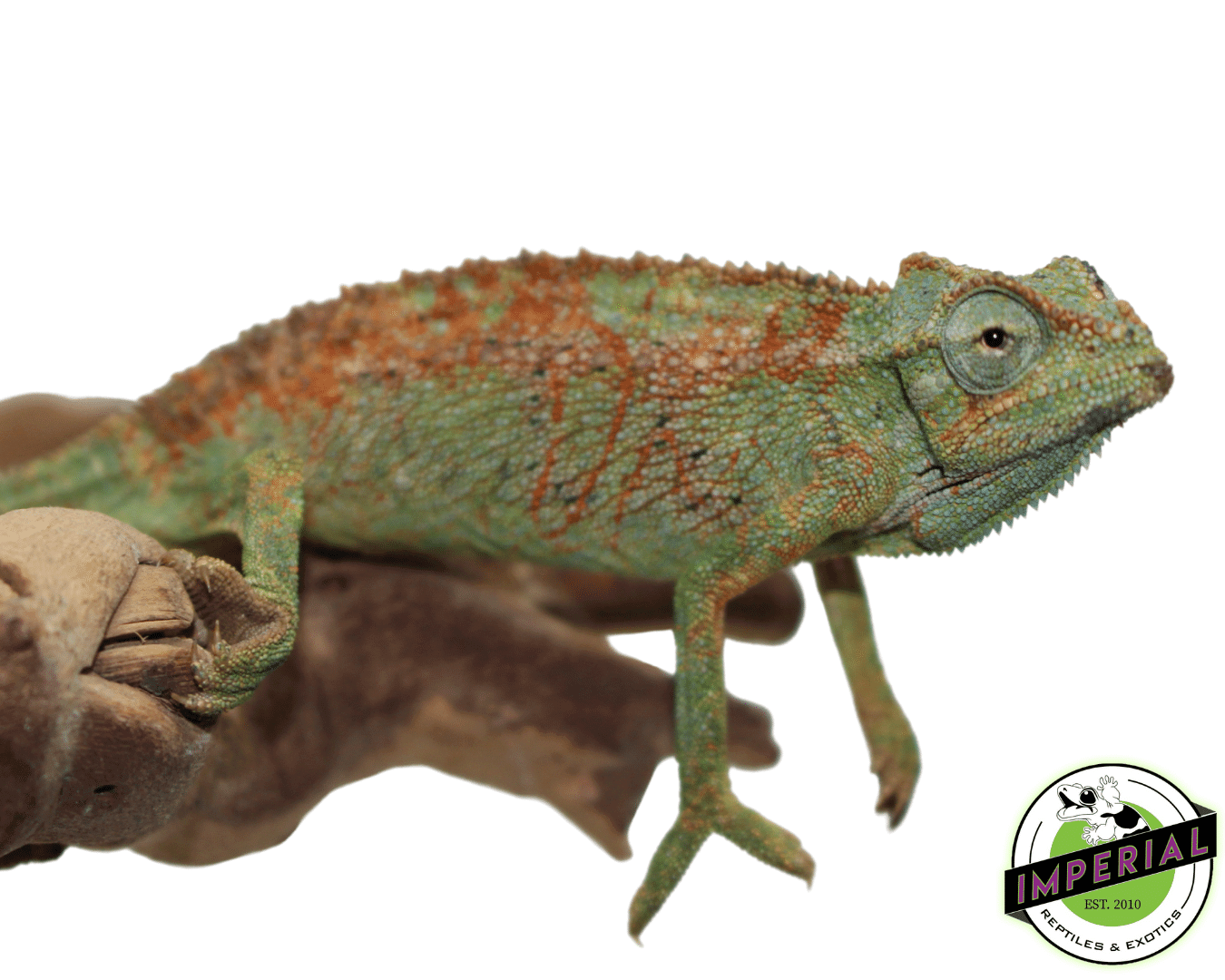 Elliot's Chameleon