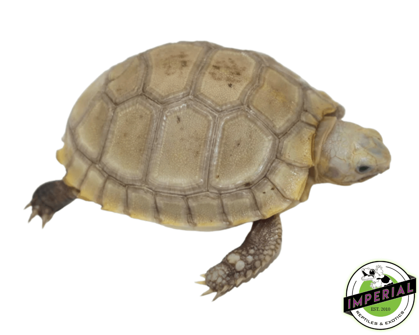 Elongated Tortoise Baby