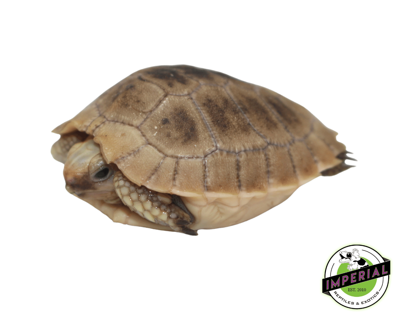 Elongated Tortoise Baby — image 2