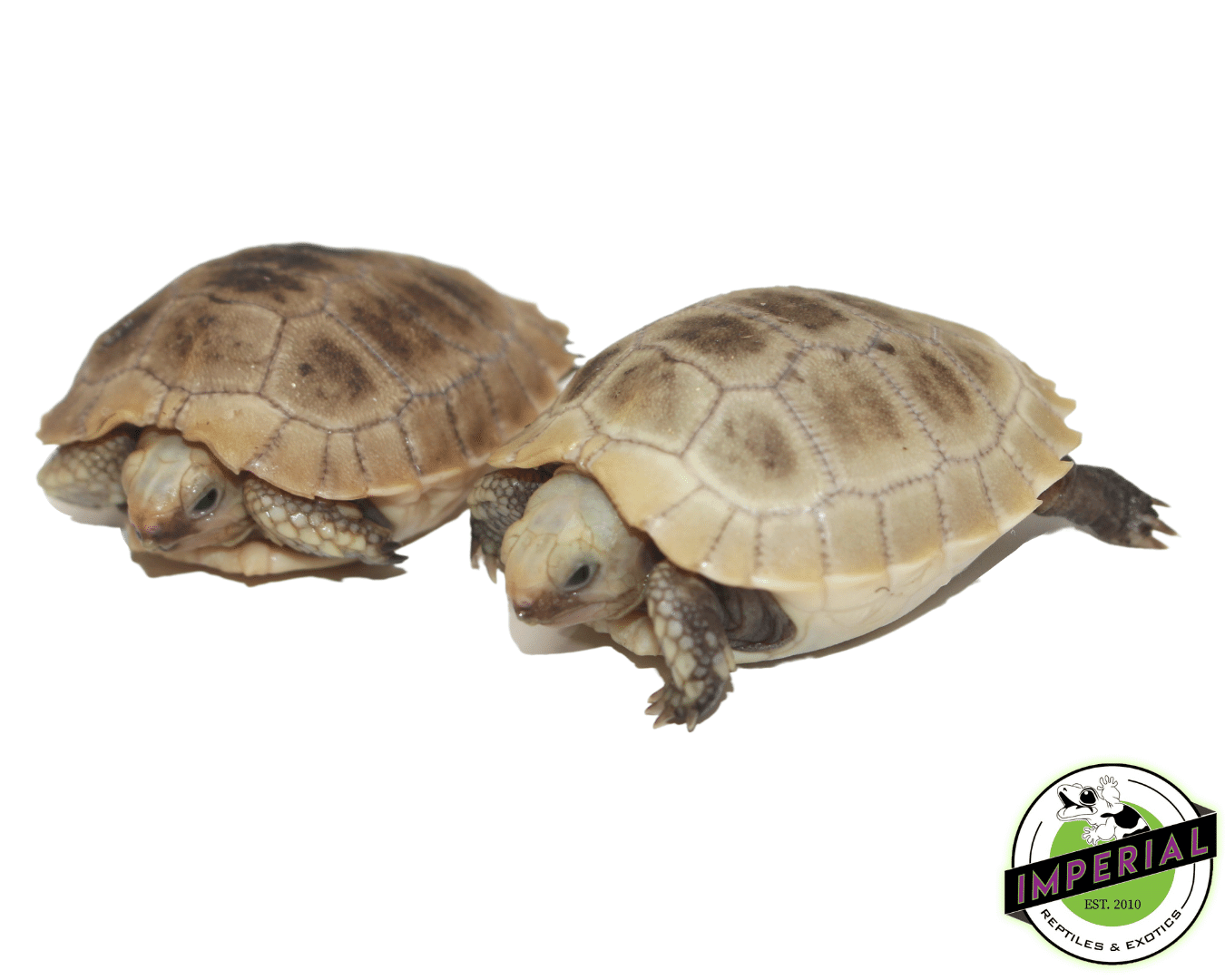 Elongated Tortoise Baby — image 3