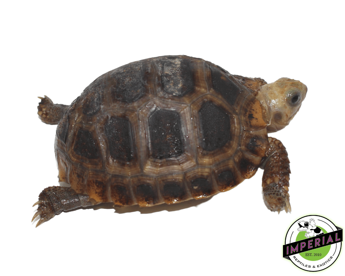 Elongated x Travancore Tortoise — image 2