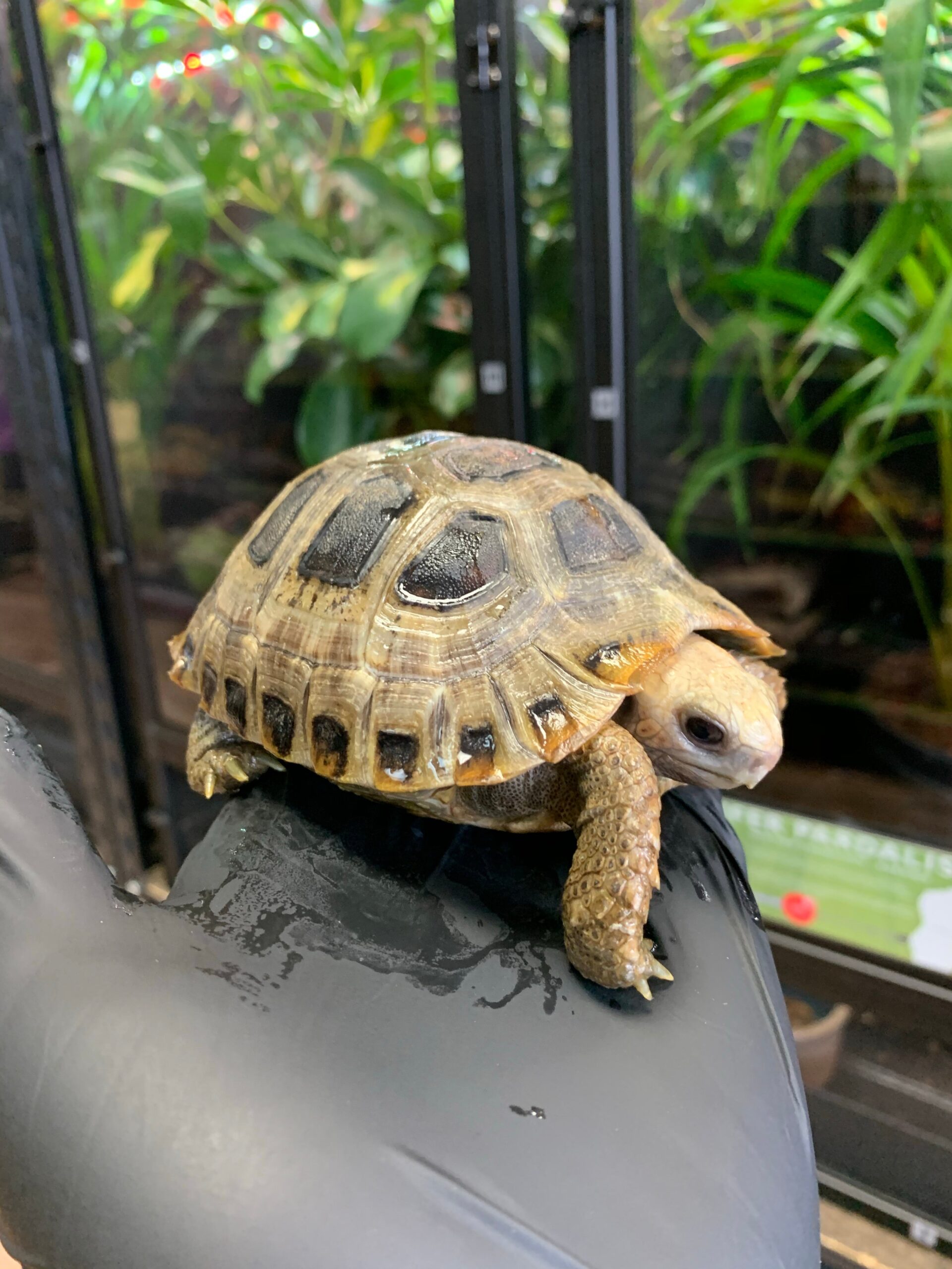 Elongated x Travancore Tortoise — image 3