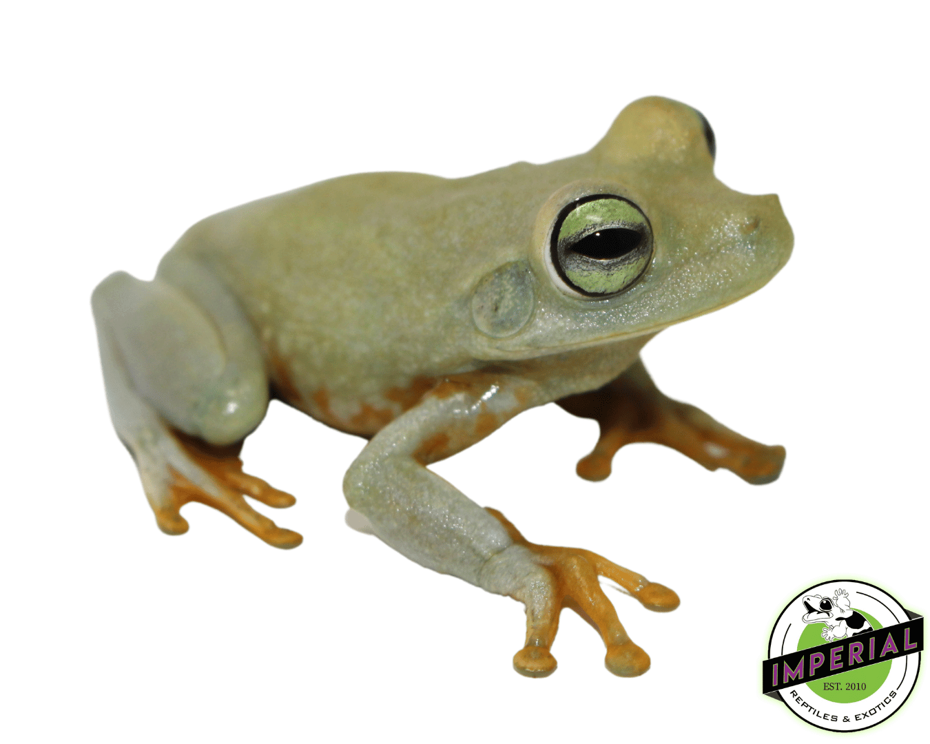 Emerald Eye Tree Frog — image 2