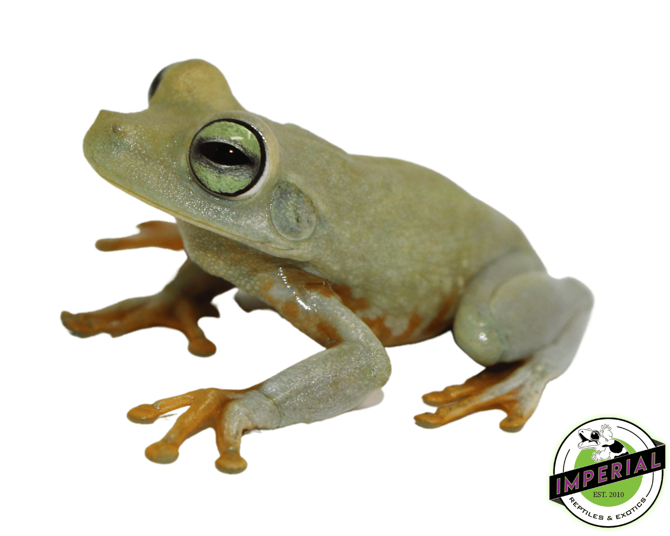 Emerald Eye Tree Frog
