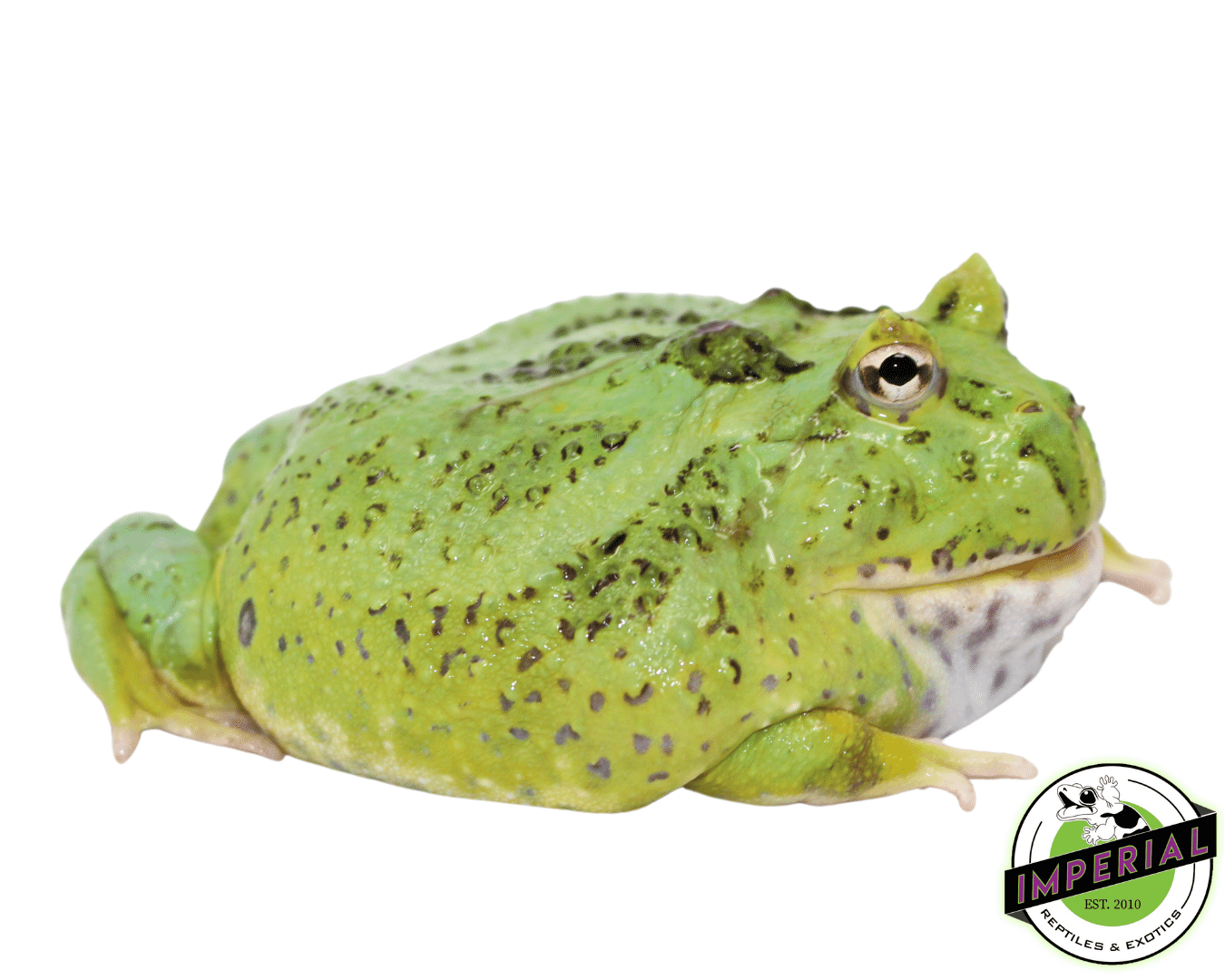 Emerald Pacman Frog Adult Male #1