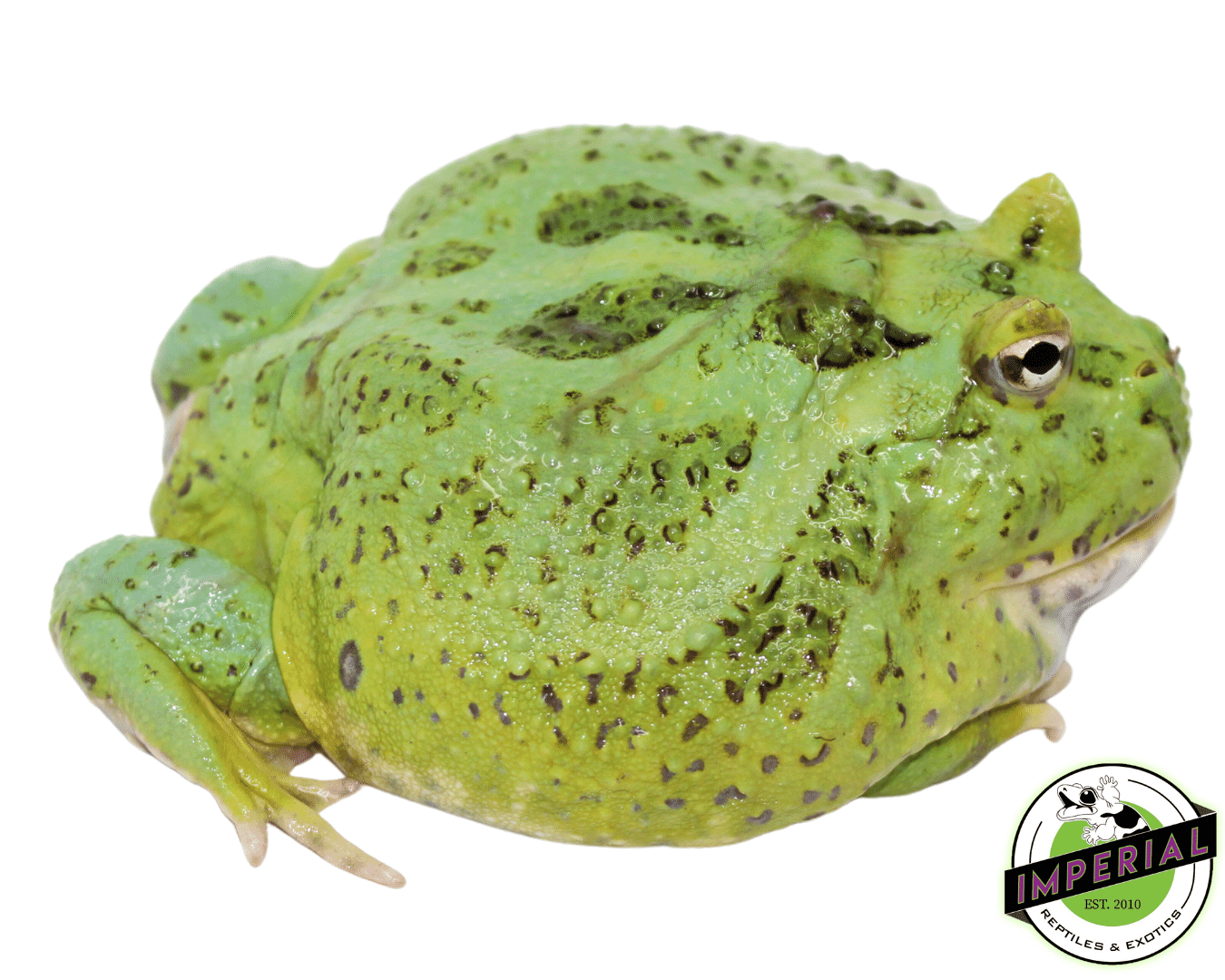 Emerald Pacman Frog Adult Male #1 — image 2