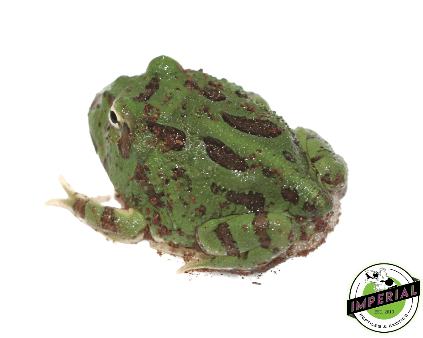 Emerald Pacman Frog — image 2