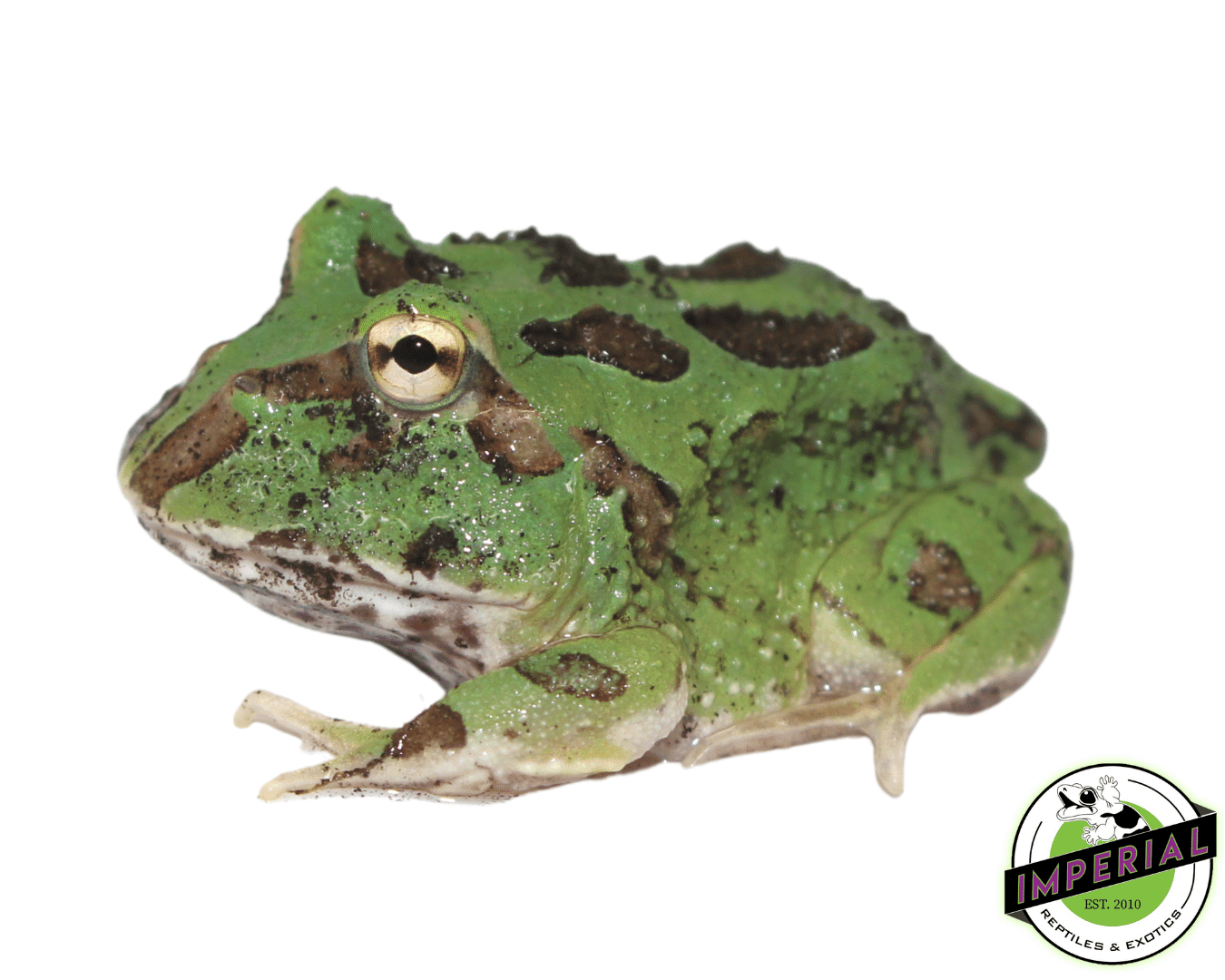 Emerald Pacman Frog