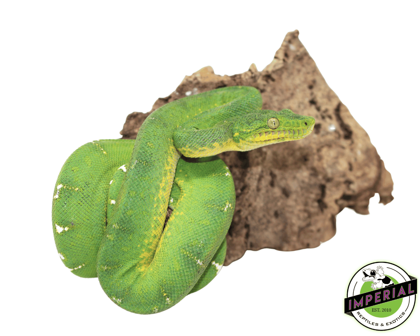 Emerald Tree Boa (Reduced Pattern) Juvenile — image 2