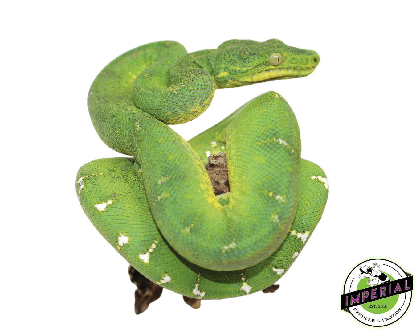 Emerald Tree Boa (Reduced Pattern) Juvenile