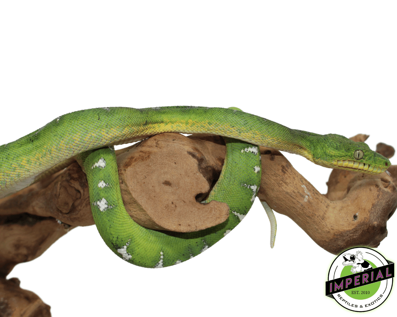 Emerald Tree Boa — image 2