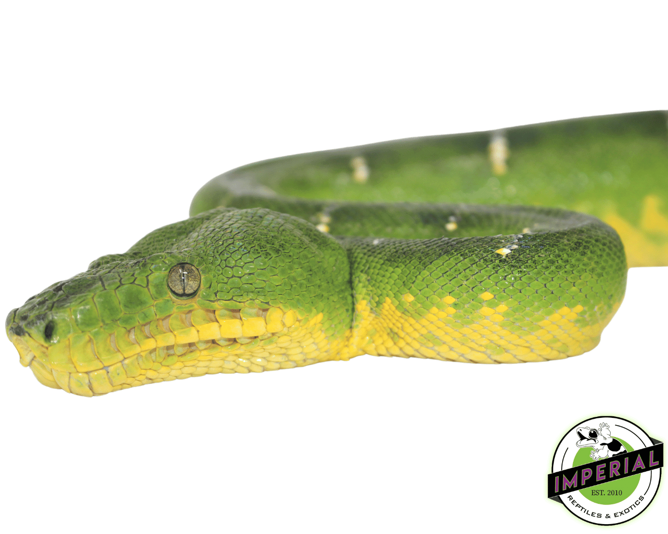 Emerald Tree Boa — image 3