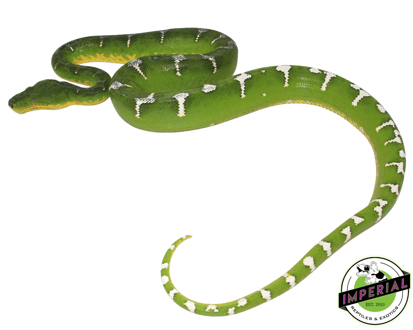 Emerald Tree Boa