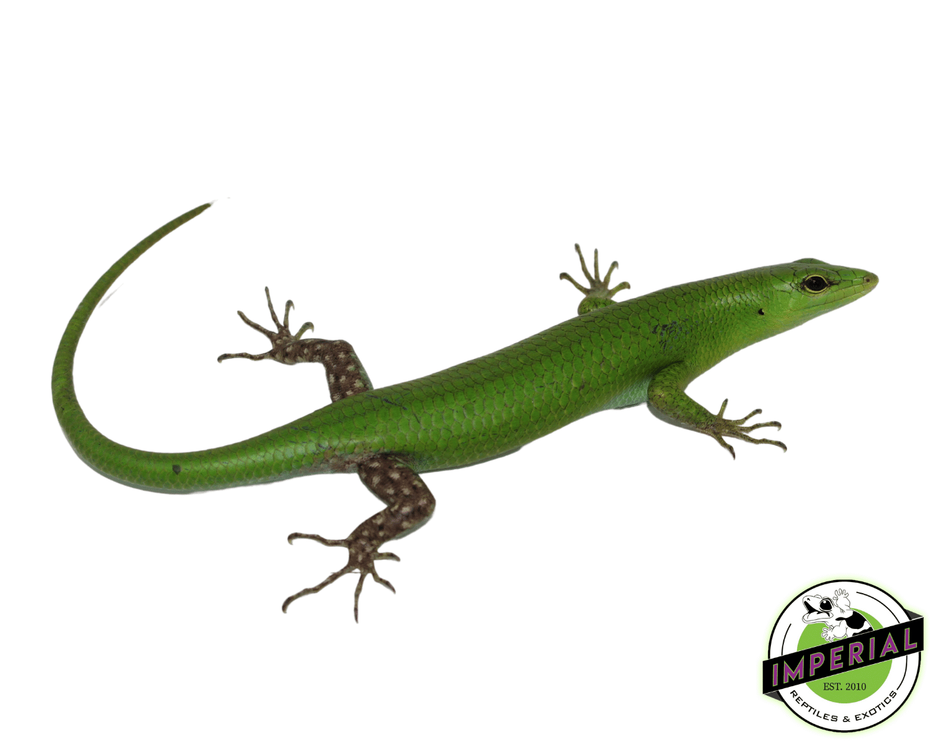 Emerald Tree Skink