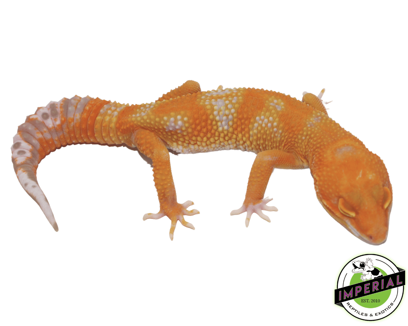 Emerine Leopard Gecko Adult — image 3