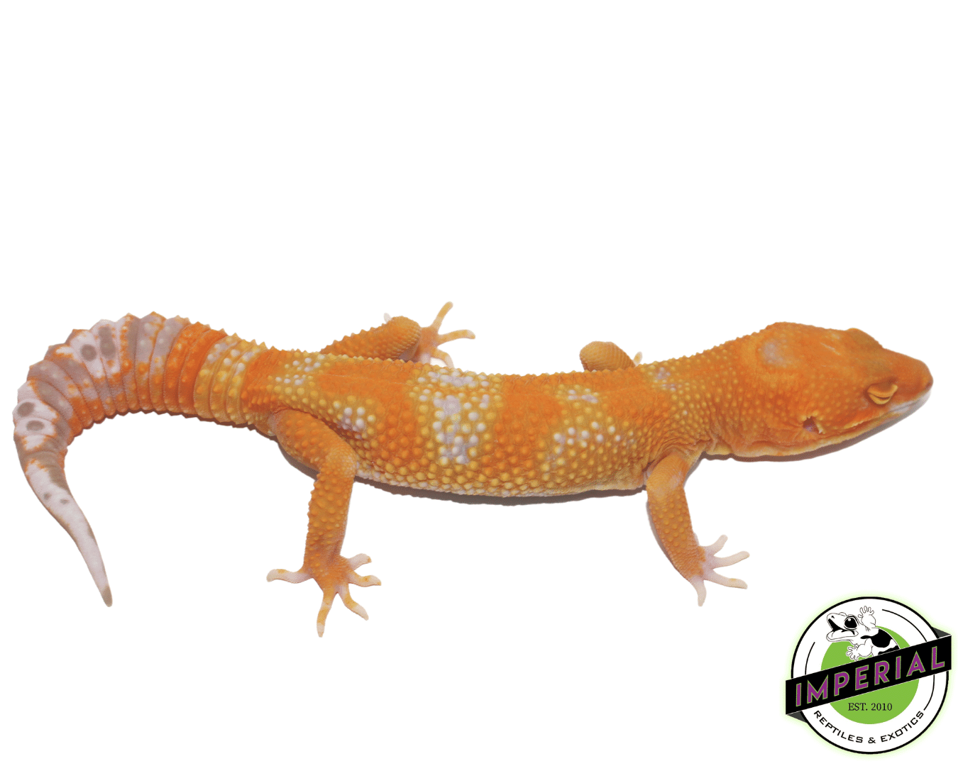 Emerine Leopard Gecko Adult — image 2